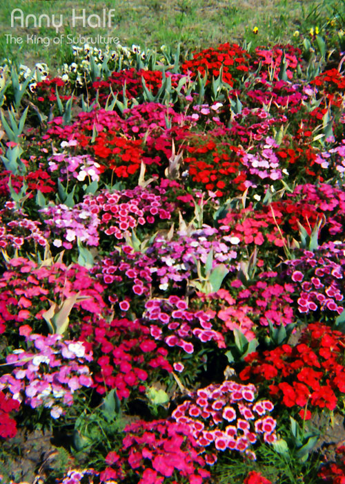 Pink and red flowers!