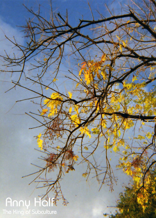 Branches looks wasted