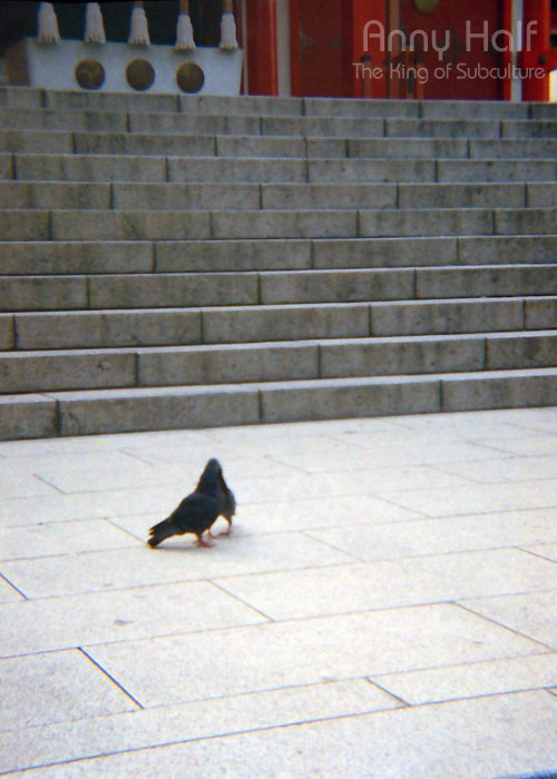 Doves' kiss