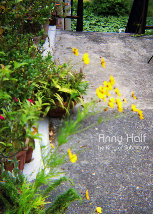 Yellow flowers in the garden